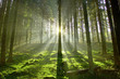 Leinwanddruck Bild - Wald im Gegenlicht