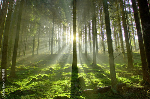 Foto-Lamellenvorhang - Wald im Gegenlicht (von Hubert Körner)