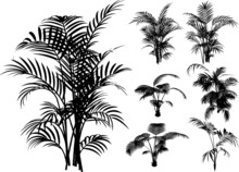 Bamboo And Other Tropical Plant VECTOR