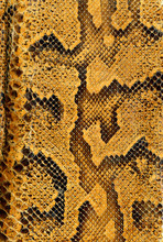 Snake Skin Background Texture
