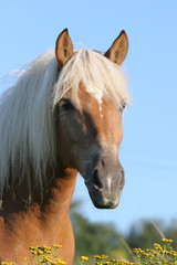 Wall Mural - Pferd - Haflinger