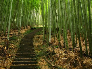  Green Bamboo Forest