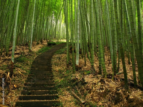 Naklejka na szybę Green Bamboo Forest