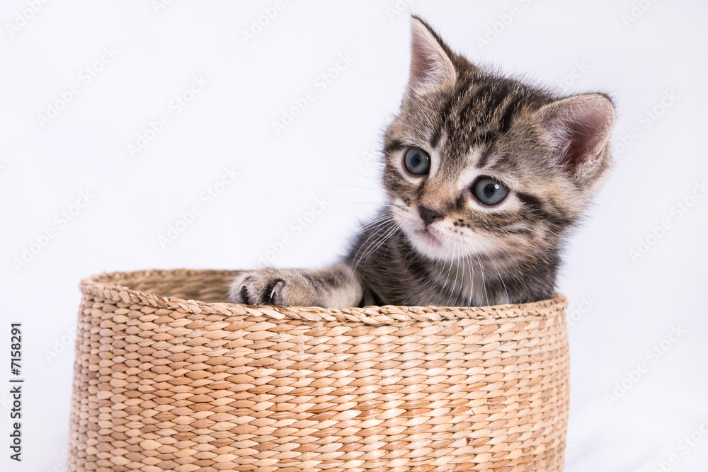 Chaton Chat Bebe Animal Domestique Ami Tendre Panier Mignon Wall Mural Shocky