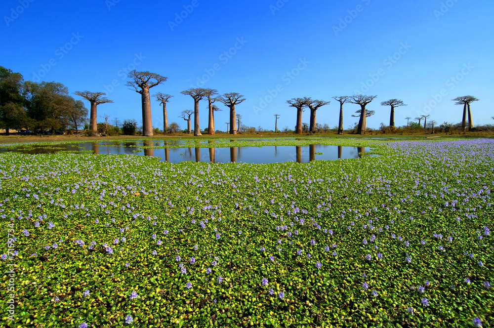 Baobab trees in Madagascar - obrazy, fototapety, plakaty 