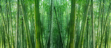 Fototapeta Sypialnia - asian bamboo