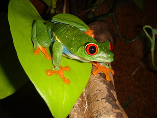 Red-eyed Tree Frog