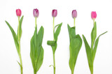 Fototapeta Tulipany - bunch of blossomed tulips