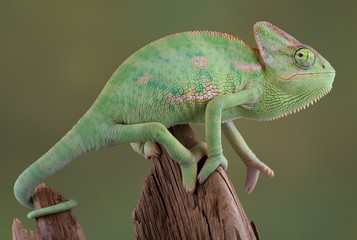 Wall Mural - Veiled Chameleon