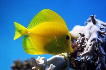 tropical fish (Zebrasoma flavescens) floats in the aquarium