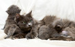 Leinwandbild Motiv Cat and kittens