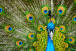 canvas print picture - male peacock