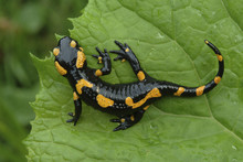 Salamander Lizard On A Leaf