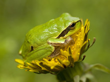 Frog On Flower