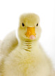 Leinwanddruck Bild - Baby goose