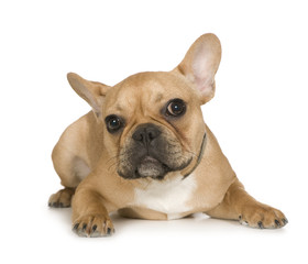  French Bulldog (7 months)