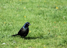Black Bird In Green Grass
