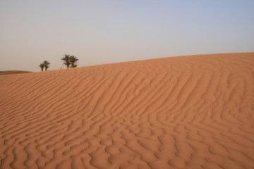 Wall Mural - Palmiers dans le Sahara marocain