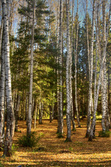  Autumn wood. The fallen down foliage. A landscape.