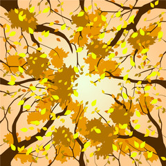 Wall Mural - vector illustration of a forest canopy in autumn