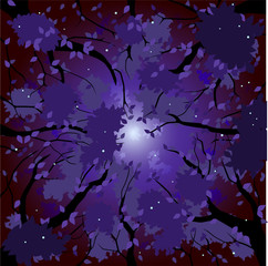 Wall Mural - vector illustration of a forest canopy at night