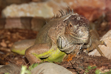 Iguana dei Tubercoli