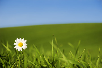 Wall Mural - white daisy