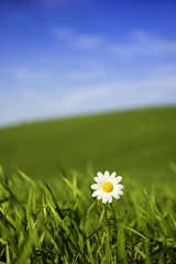 Wall Mural - white daisy