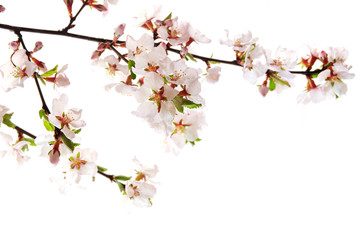 Wall Mural - Pink cherry blossom