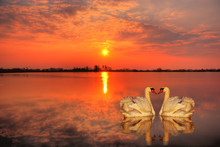Red Sunset With A Couple Of Swans In The Foreground