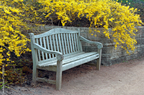 Fototapeta do kuchni Bench with Forsythia Blooming