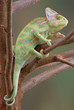 Veiled Chameleon in Tree 2