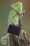 Fototapeta Zwierzęta - Chameleon Businessman