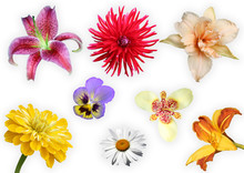 Collage From  Flowers On A White Background.