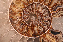 Abstract Spiral Pattern Of Ammonite Section
