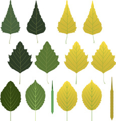 Wall Mural - vector birch leaves and seeds