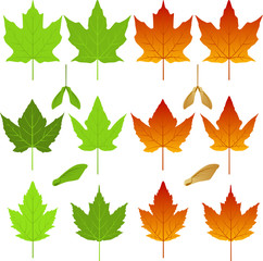 vector maple leaves and seed pods
