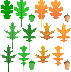 Wall Mural - vector oak leaves and acorns