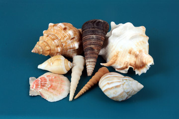 marine cockleshells