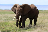 Fototapeta Sawanna - Elephant bull at lake Manyara
