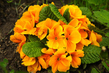 Orange Primula Flowers