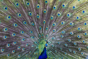 Common peafowl (Pavo cristatus)