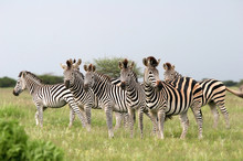Herd Burchell's Zebras