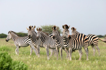 herd burchell's zebras