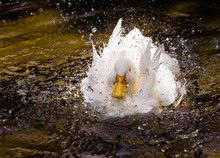 White Duck In A Splash