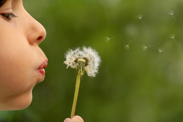 child blowing dandelion clock