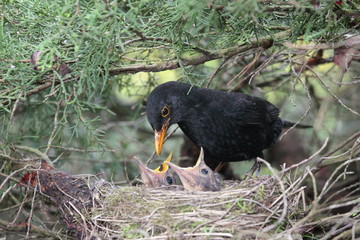 a blackbird feeding little birds in their nest