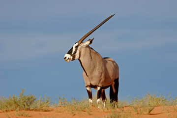 Wall Mural - gemsbok antelope (oryx gazella)