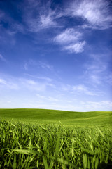 Wall Mural - Spring field