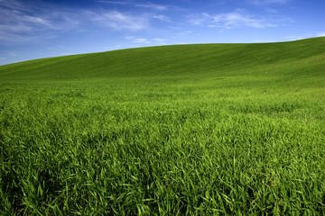Wall Mural - Spring field